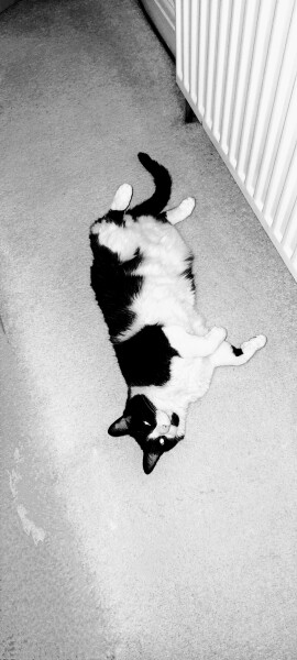 Tart cat.