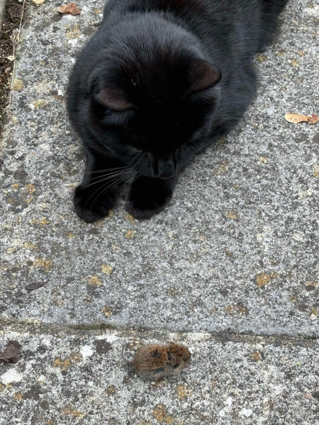 If your cat did OLD, what profile picture would she/he use?