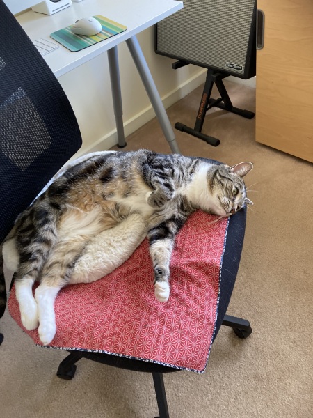 Tart cat.