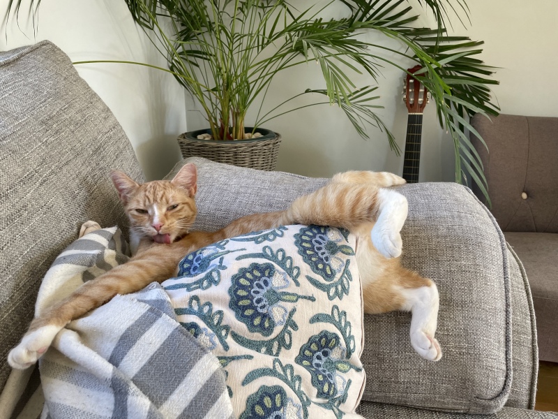 If your cat did OLD, what profile picture would she/he use?