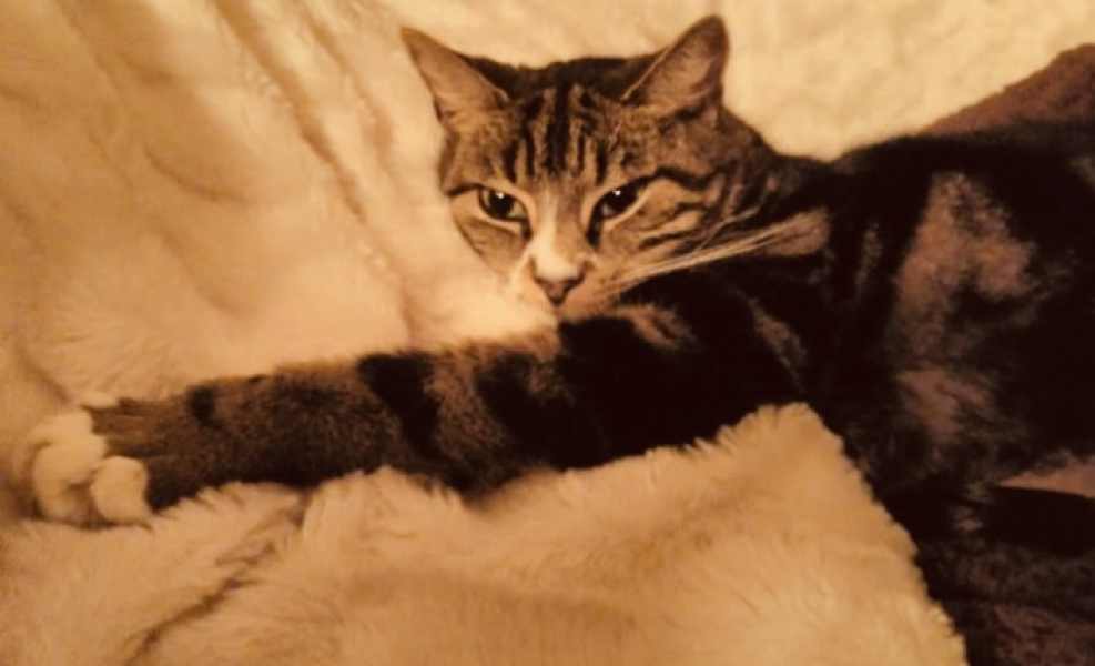 If your cat did OLD, what profile picture would she/he use?