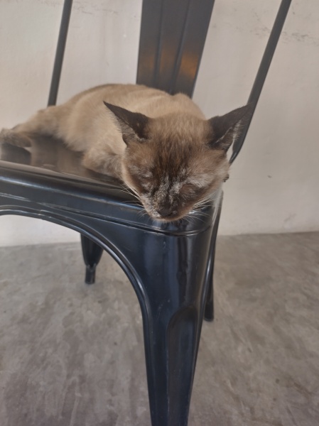 Trick or Cat Treat? The Excellent Cats do Halloween