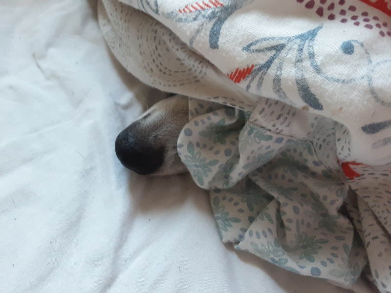 To have the dog in the bed with us?