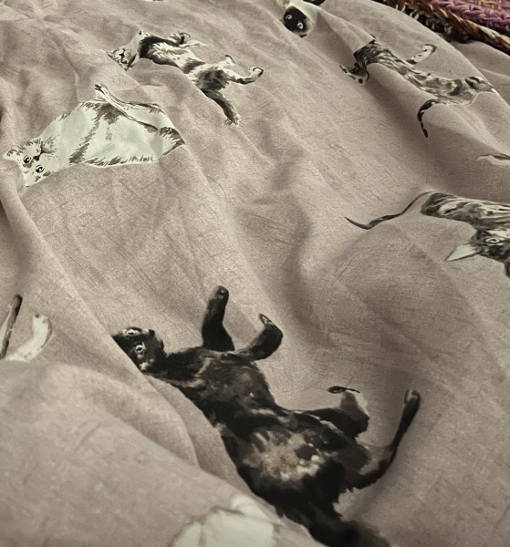 Trick or Cat Treat? The Excellent Cats do Halloween