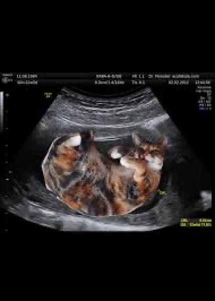 To think pet owners should stop calling themselves “dog mums” and “cat dads?”