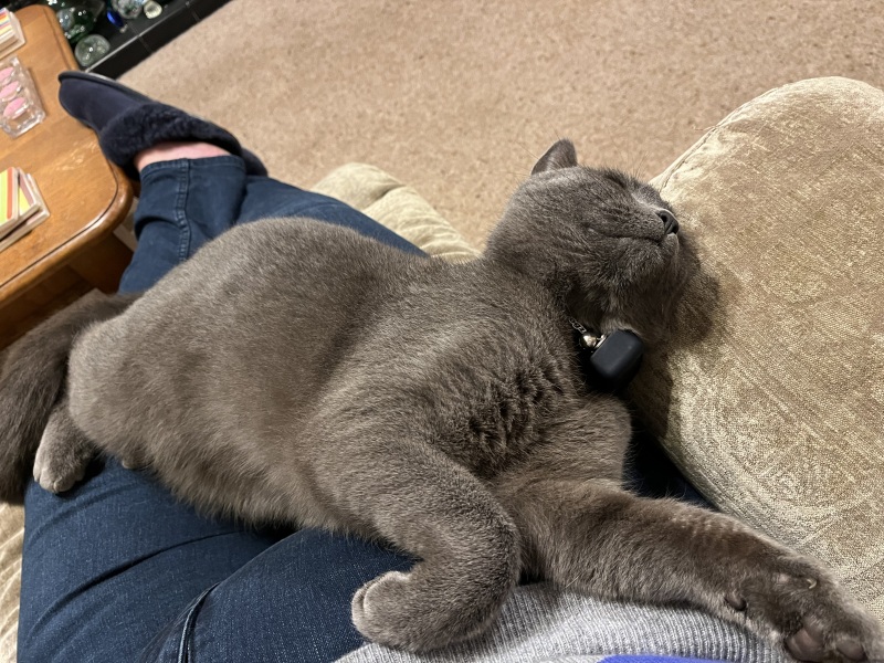 Do you regret getting your cat?