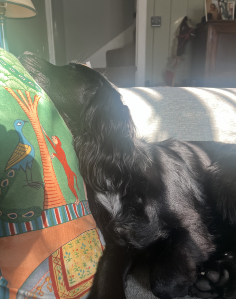 Puppy Survival Thread for New and Old Pups - here comes winter 2024