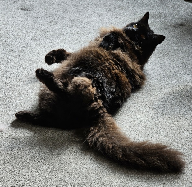 Tart cat.