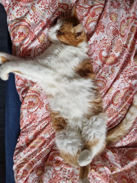 Tart cat.