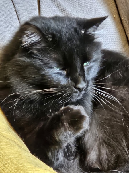 Trick or Cat Treat? The Excellent Cats do Halloween