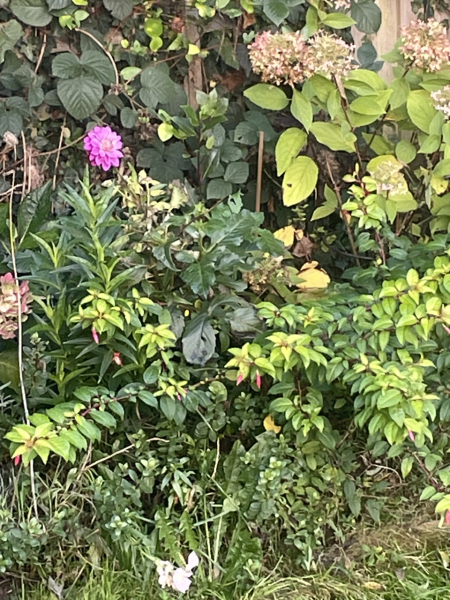 The Nigel Slater Christmas Chronicles Readalong 2024