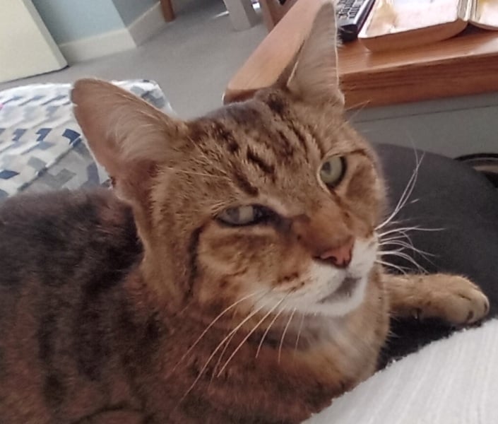 Trick or Cat Treat? The Excellent Cats do Halloween