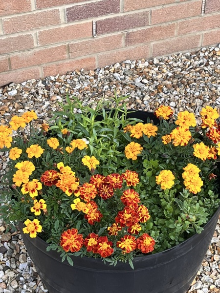 WWYD?  Choices for front garden