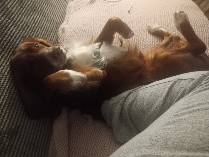 Adolescent Dog Survival Thread - Bark the Herald, furry angels sing!