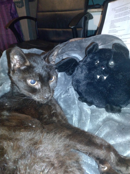 Trick or Cat Treat? The Excellent Cats do Halloween