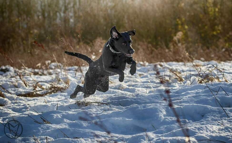Adolescent Dog Survival...Sharing Tips & Tails