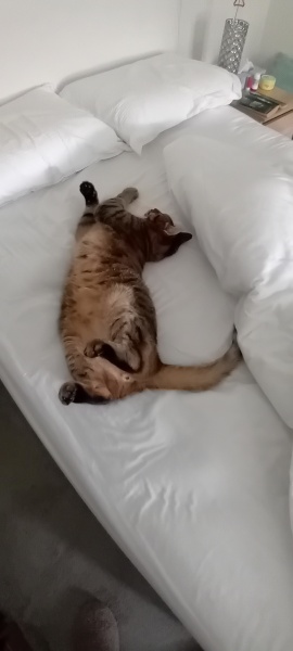 Trick or Cat Treat? The Excellent Cats do Halloween