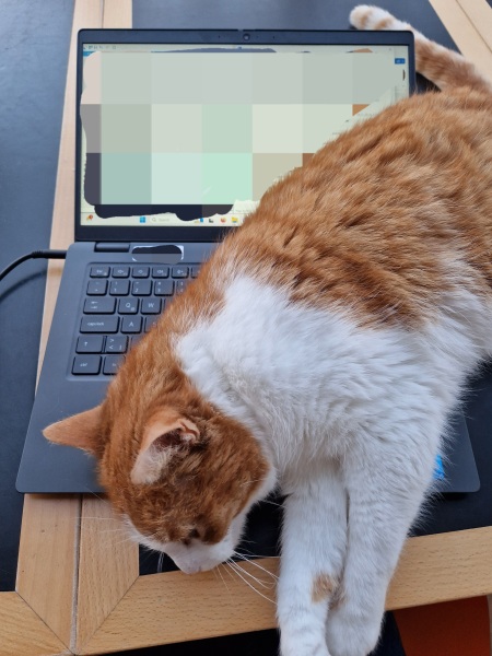 Trick or Cat Treat? The Excellent Cats do Halloween