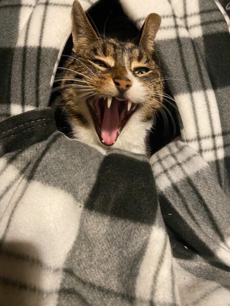 If your cat did OLD, what profile picture would she/he use?