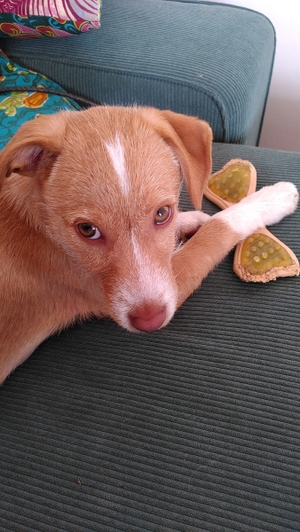 Puppy teeth
