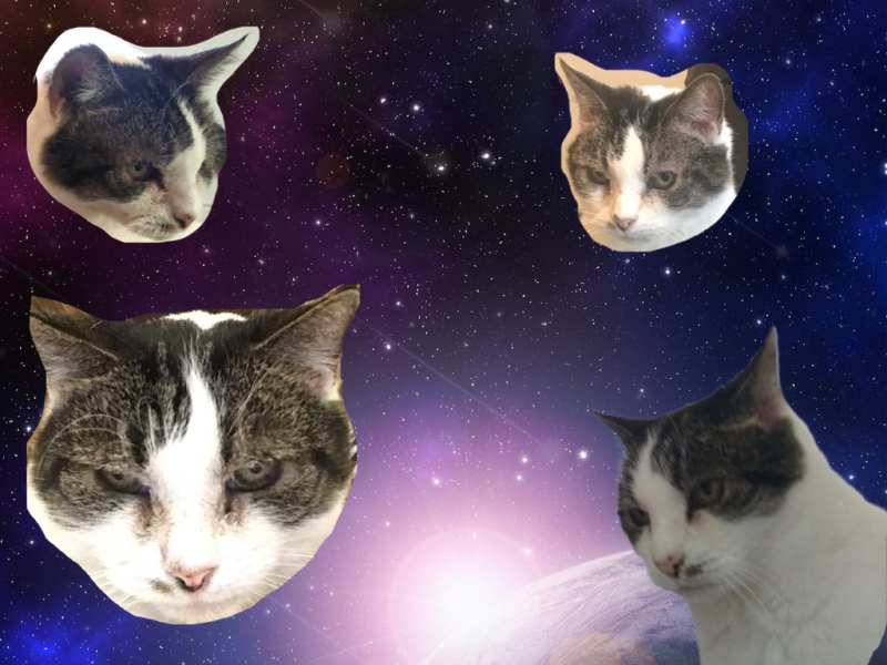 If your cat did OLD, what profile picture would she/he use?