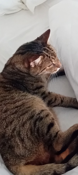 Trick or Cat Treat? The Excellent Cats do Halloween