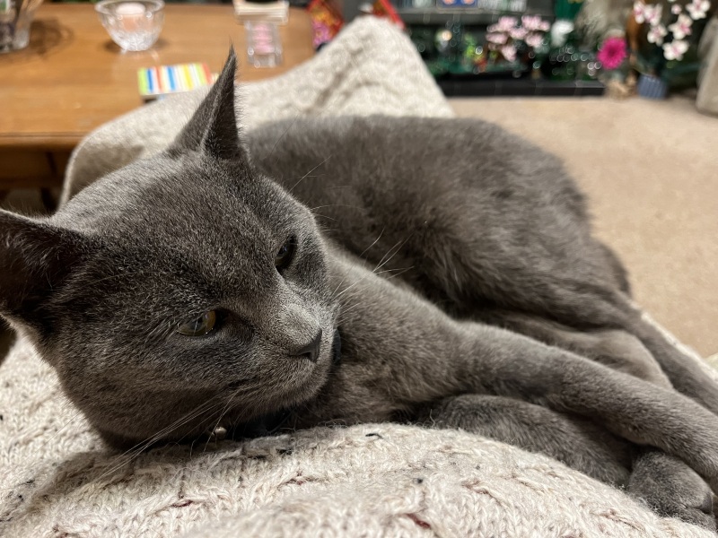 Trick or Cat Treat? The Excellent Cats do Halloween