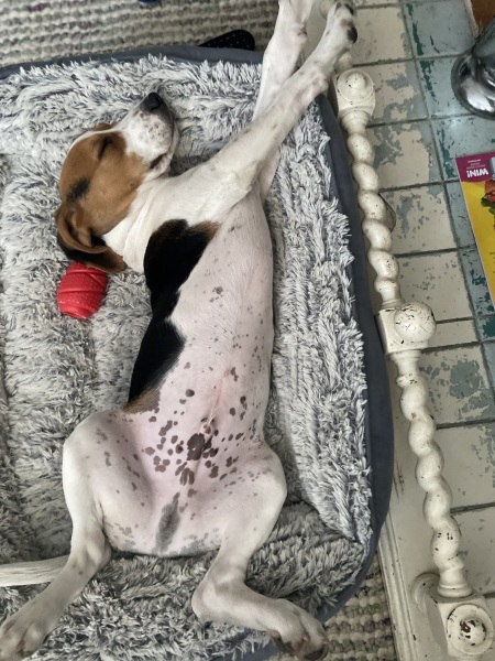Which breed?