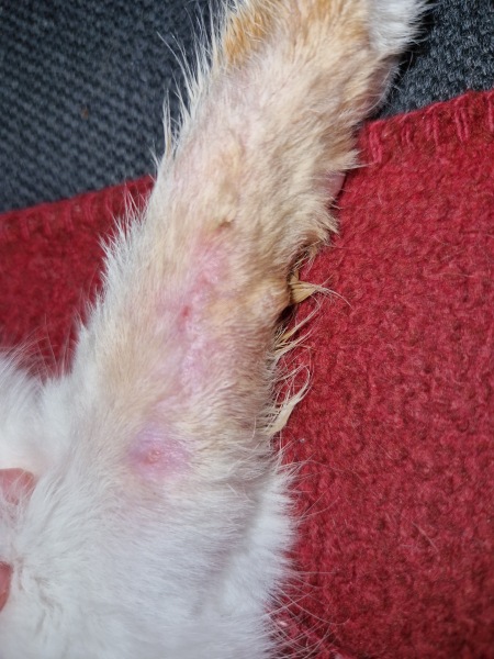 Trick or Cat Treat? The Excellent Cats do Halloween