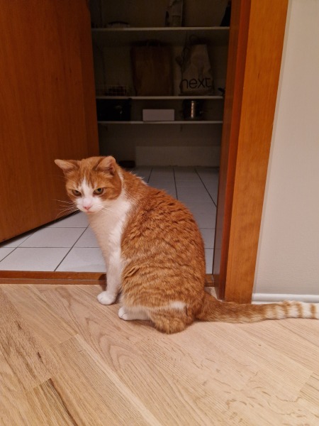 Trick or Cat Treat? The Excellent Cats do Halloween