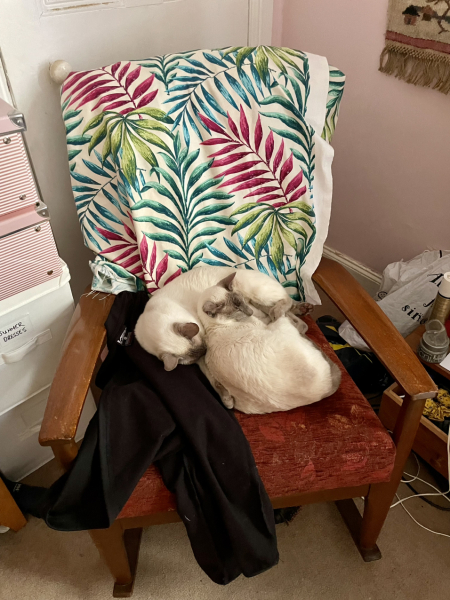 Thread 11 Starmer: Will that Phone Call Be To Harris or to Trump? (the decidedly superior looking cats thread)