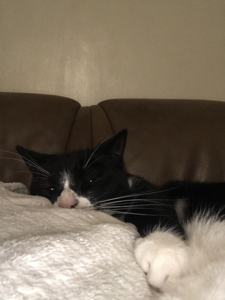 Trick or Cat Treat? The Excellent Cats do Halloween