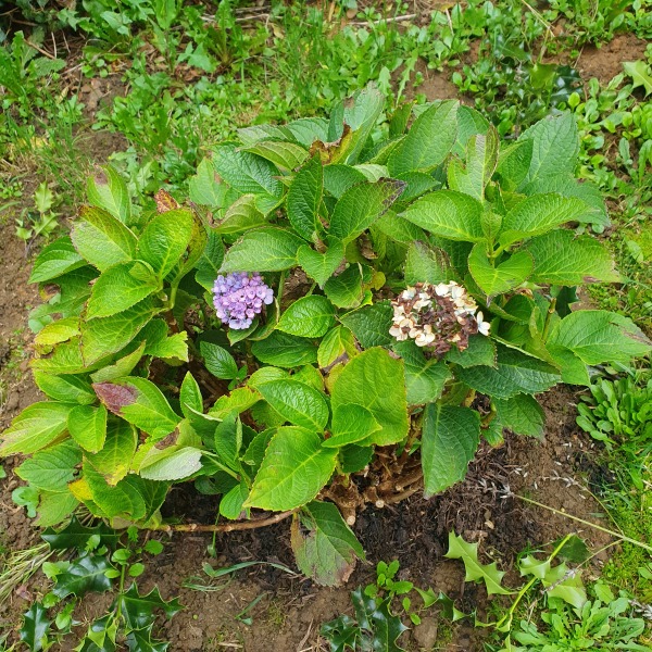 Hydrangeas!