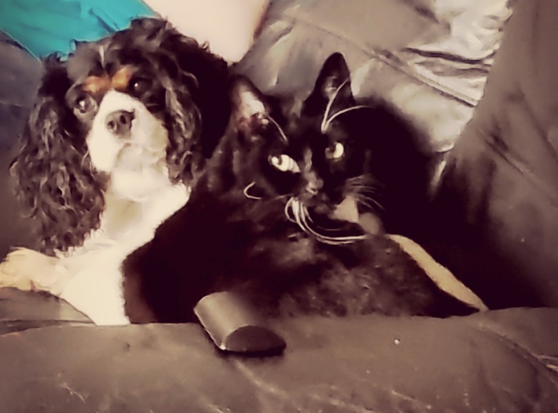 If your cat did OLD, what profile picture would she/he use?