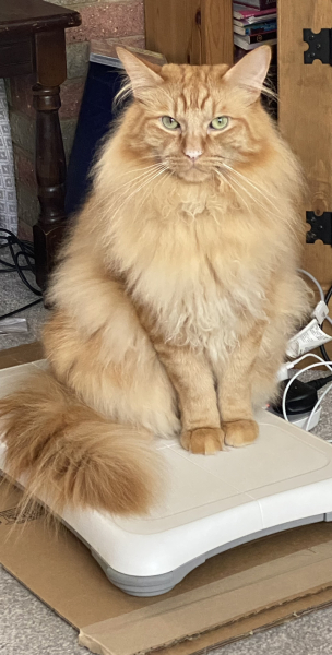 If your cat did OLD, what profile picture would she/he use?