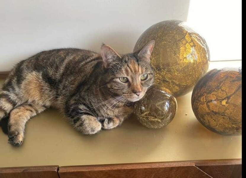 Trick or Cat Treat? The Excellent Cats do Halloween