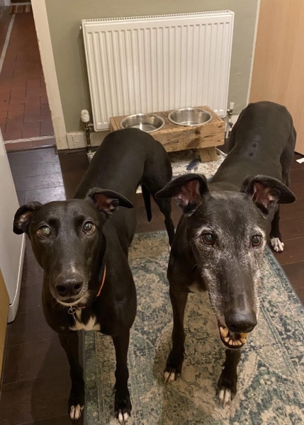 Anyone know of a greyhound "sponsorship' charity?