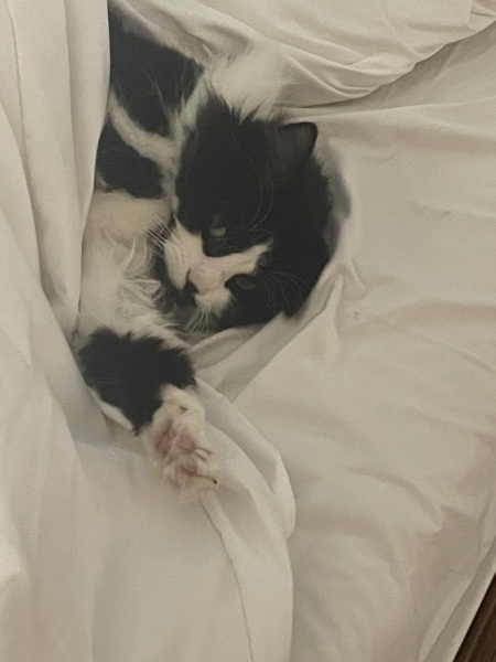 If your cat did OLD, what profile picture would she/he use?