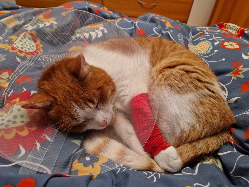 The cone of shame
