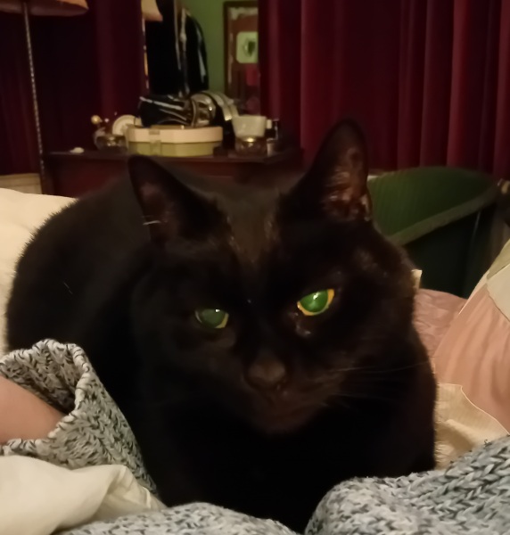 If your cat did OLD, what profile picture would she/he use?