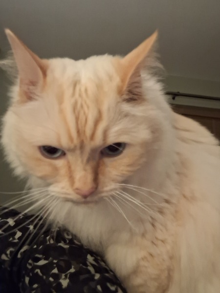 The Nigel Slater Christmas Chronicles Readalong 2024