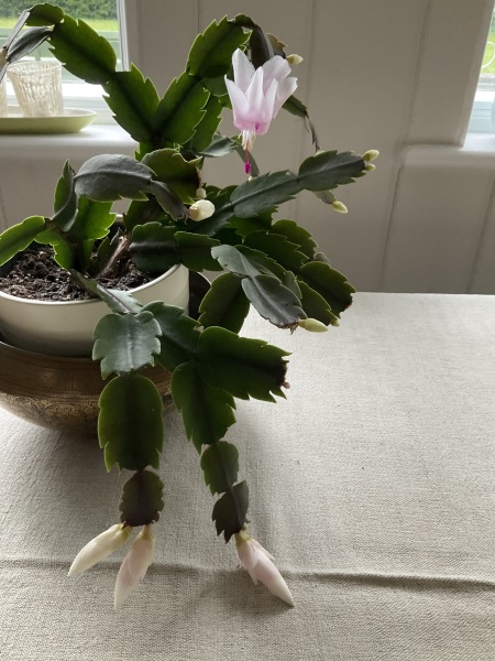 The Nigel Slater Christmas Chronicles Readalong 2024