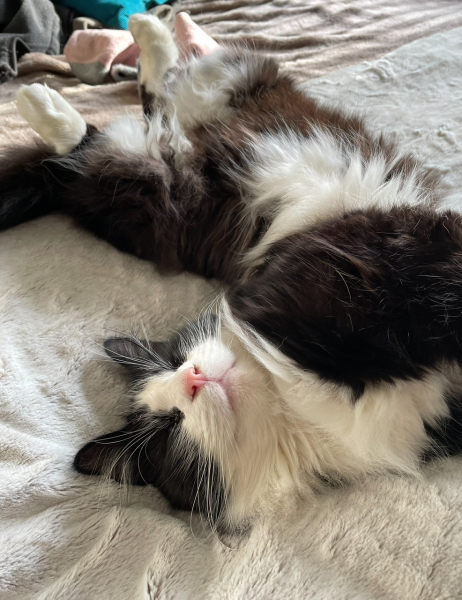 Tart cat.