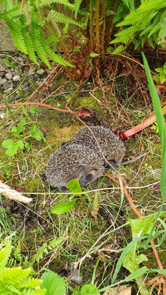 Hedgehogs, death and depression