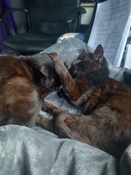 Trick or Cat Treat? The Excellent Cats do Halloween