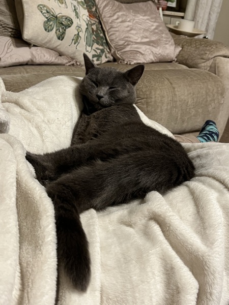 Trick or Cat Treat? The Excellent Cats do Halloween