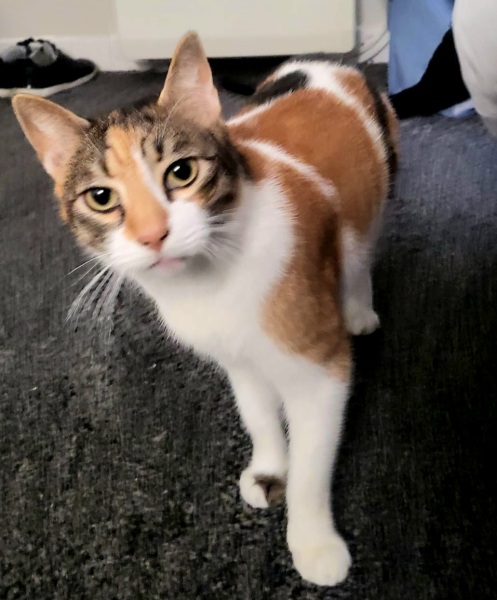 If your cat did OLD, what profile picture would she/he use?