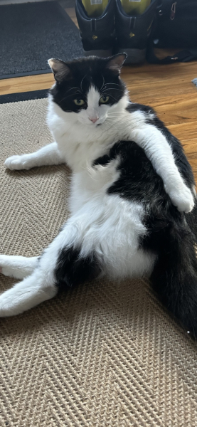 If your cat did OLD, what profile picture would she/he use?