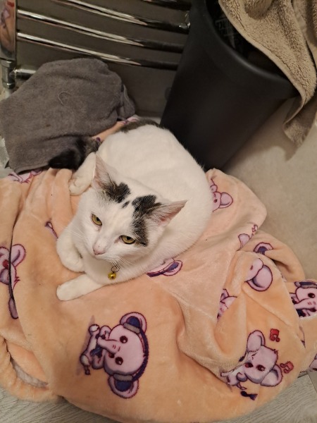 Where's your cat if you work away all day?