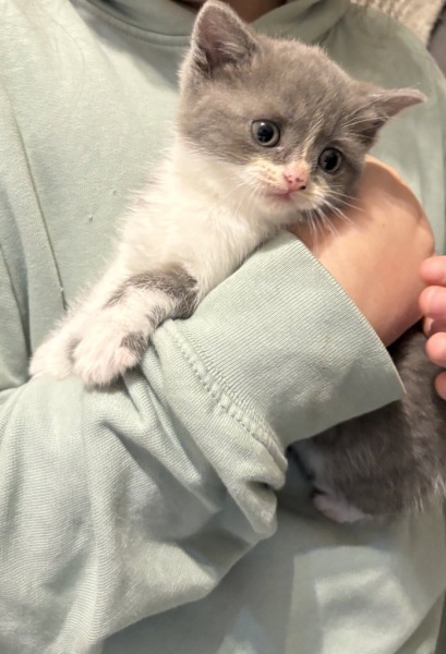 Bringing our new girl home - help!